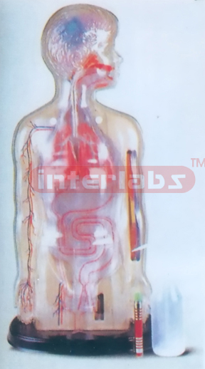 DEMONSTRATING CIRCULATION TORSO MODEL